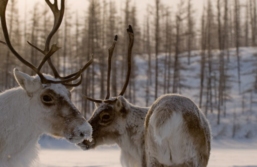 Two caribou with frost on their muzzles stand in foreground; in background a stand of post-fire fir trees appear in low winter light.