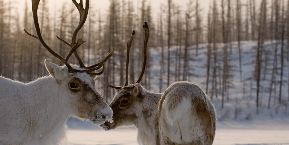 Two caribou with frost on their muzzles stand in foreground; in background a stand of post-fire fir trees appear in low winter light.