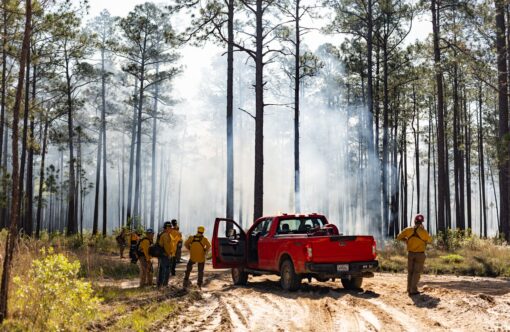 fire fighters wearing yellow stand near a red pickup in a stand of pine during a prescribed burn.